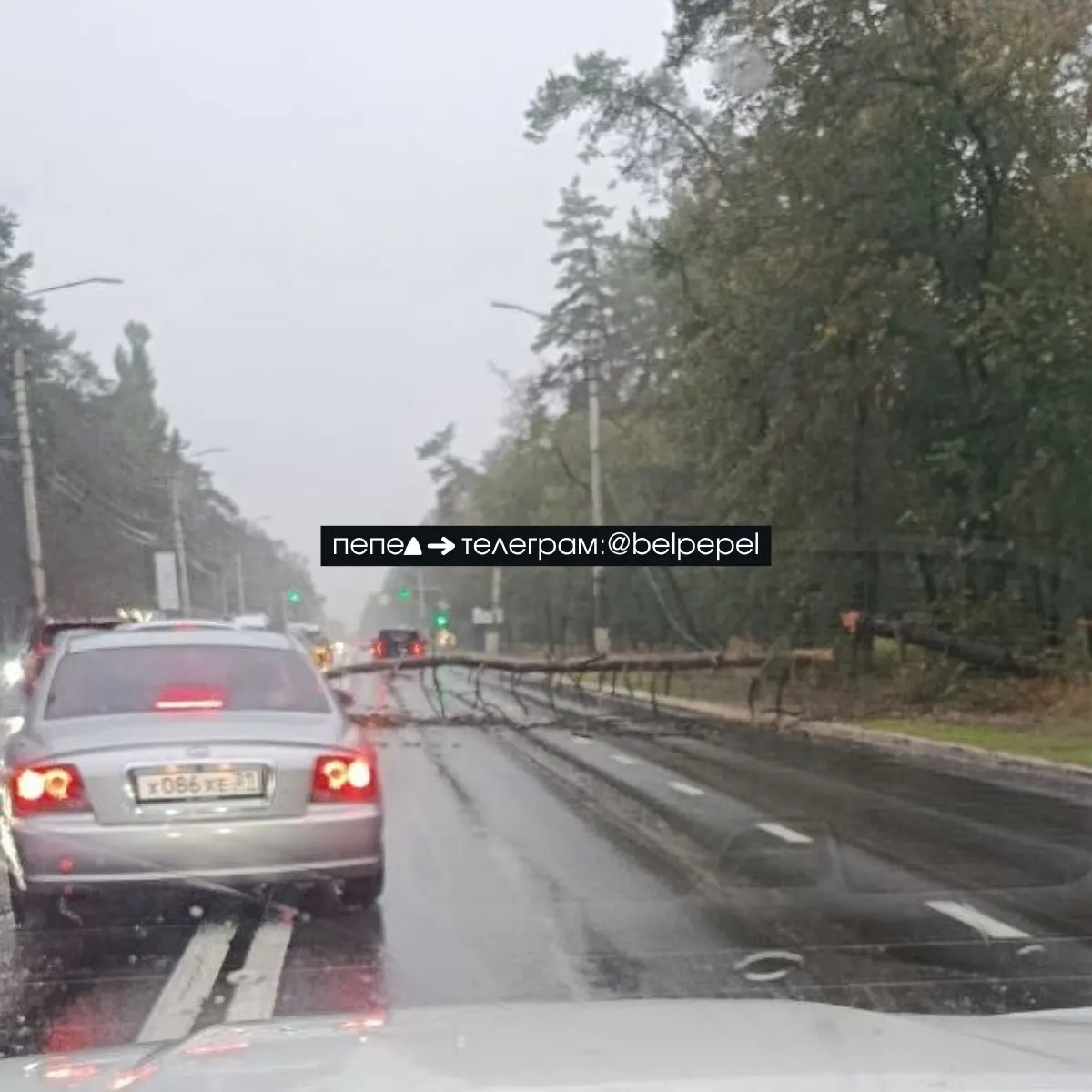Из-за непогоды в Белгороде частично отключено электроснабжение; восстановление запланировано к 10:00. Из-за ветра на улице Волчанской упало дерево.
