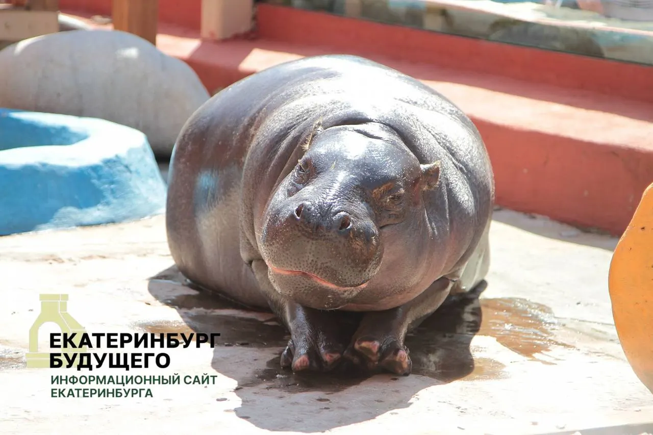 Мэрия пояснила, что в рамках мобилизационных планов город обязан передавать в распоряжение военных комиссариатов здания, находящиеся в ведении департамента культуры; в список вошли Парк Маяковского, зоопарк и театр кукол.