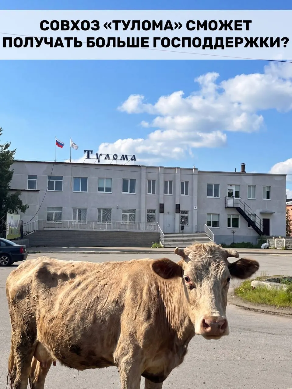 Федеральная поддержка теперь доступна хозяйствам с долей гос- или муниципальной собственности свыше 25%. Для Мурманской области это важно, но у ряда предприятий, включая совхоз «Тулома», острые проблемы — успеет ли помощь прийти вовремя?