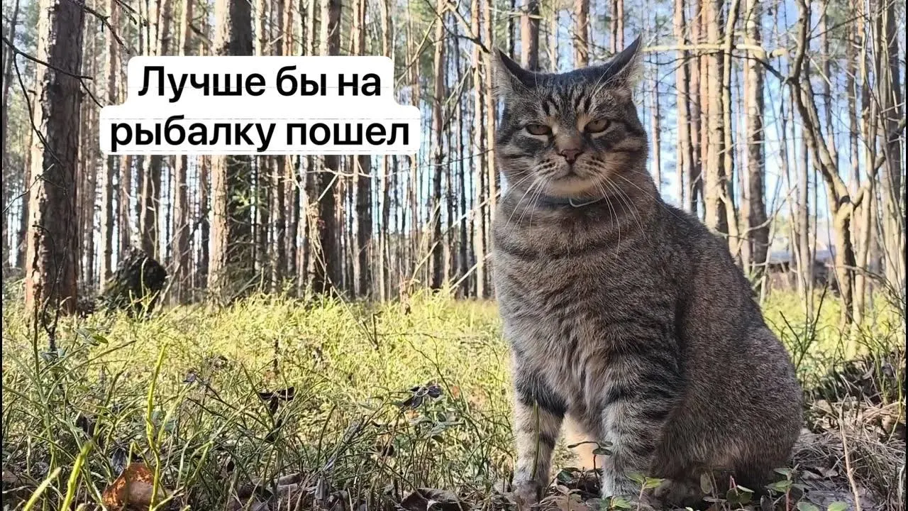 С 1 сентября 2027 года для сбора ряда редких грибов, включая сыроежку золотистую и чёрный трюфель, потребуется оформлять пропуск на портале «Госуслуги». Заявки будут рассматривать до 15 дней; сбор без разрешения влечёт уголовную ответственность.