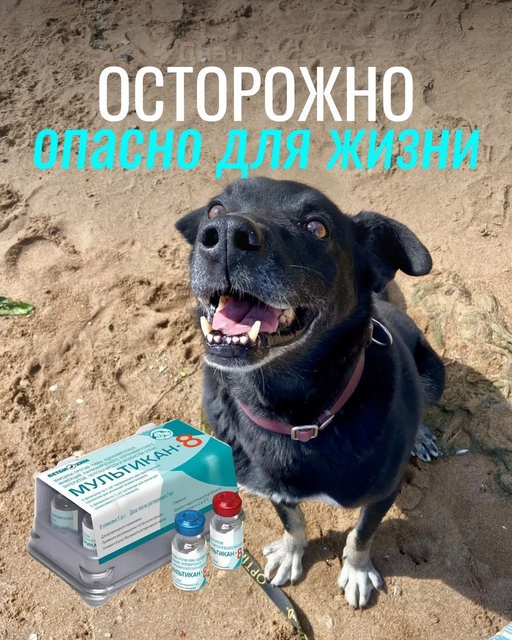 Владельцы сообщают о тяжёлых побочных реакциях и смертях у собак после прививки вакциной Мультикан-8; проверки пока не установили причинно-следственную связь.